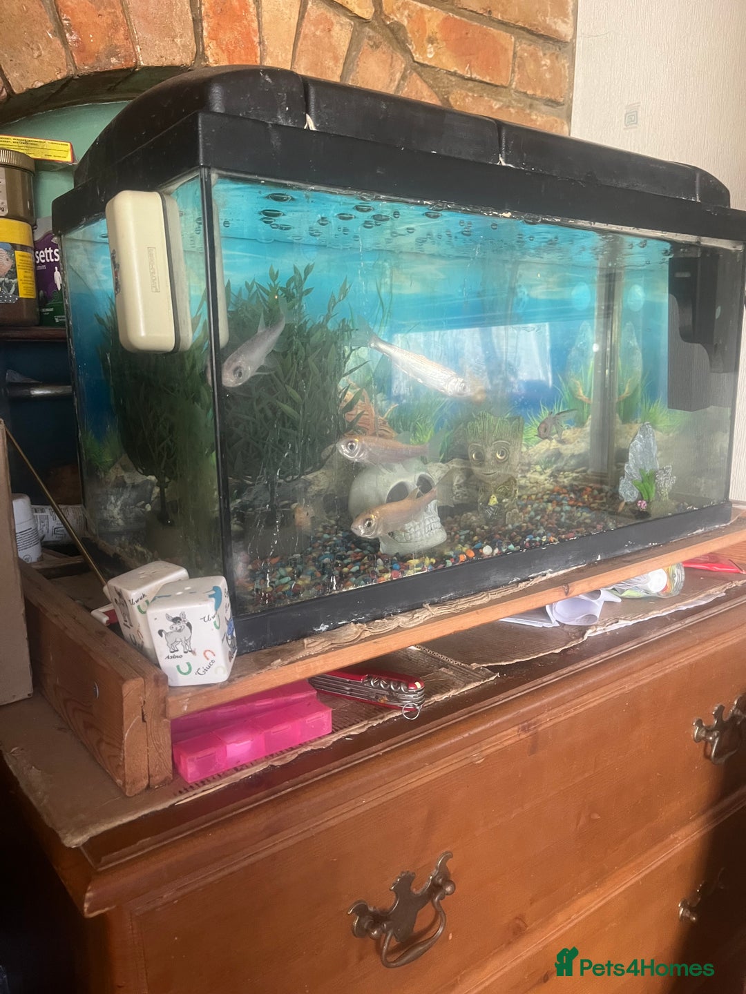 Other/Mixed Breed fish for sale: Fish tank plus fish etc - Advert 2