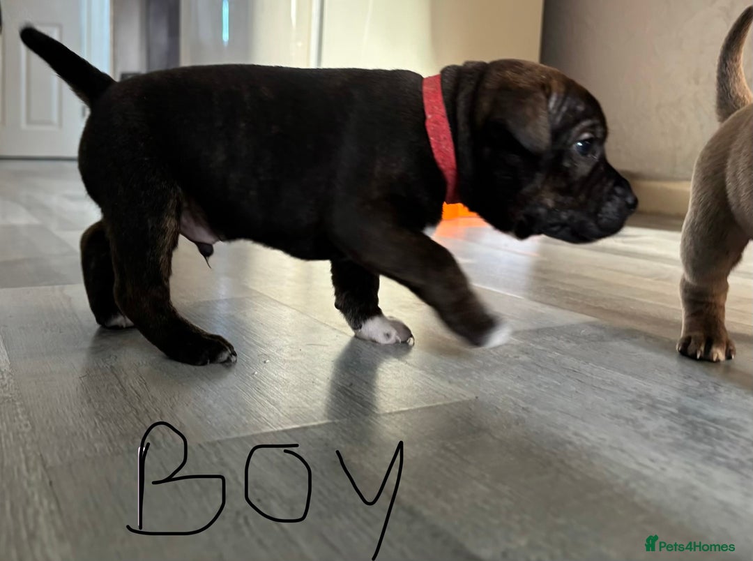 Staffordshire Bull Terrier dogs for sale: Two gorgeous puppies left  - Advert 5