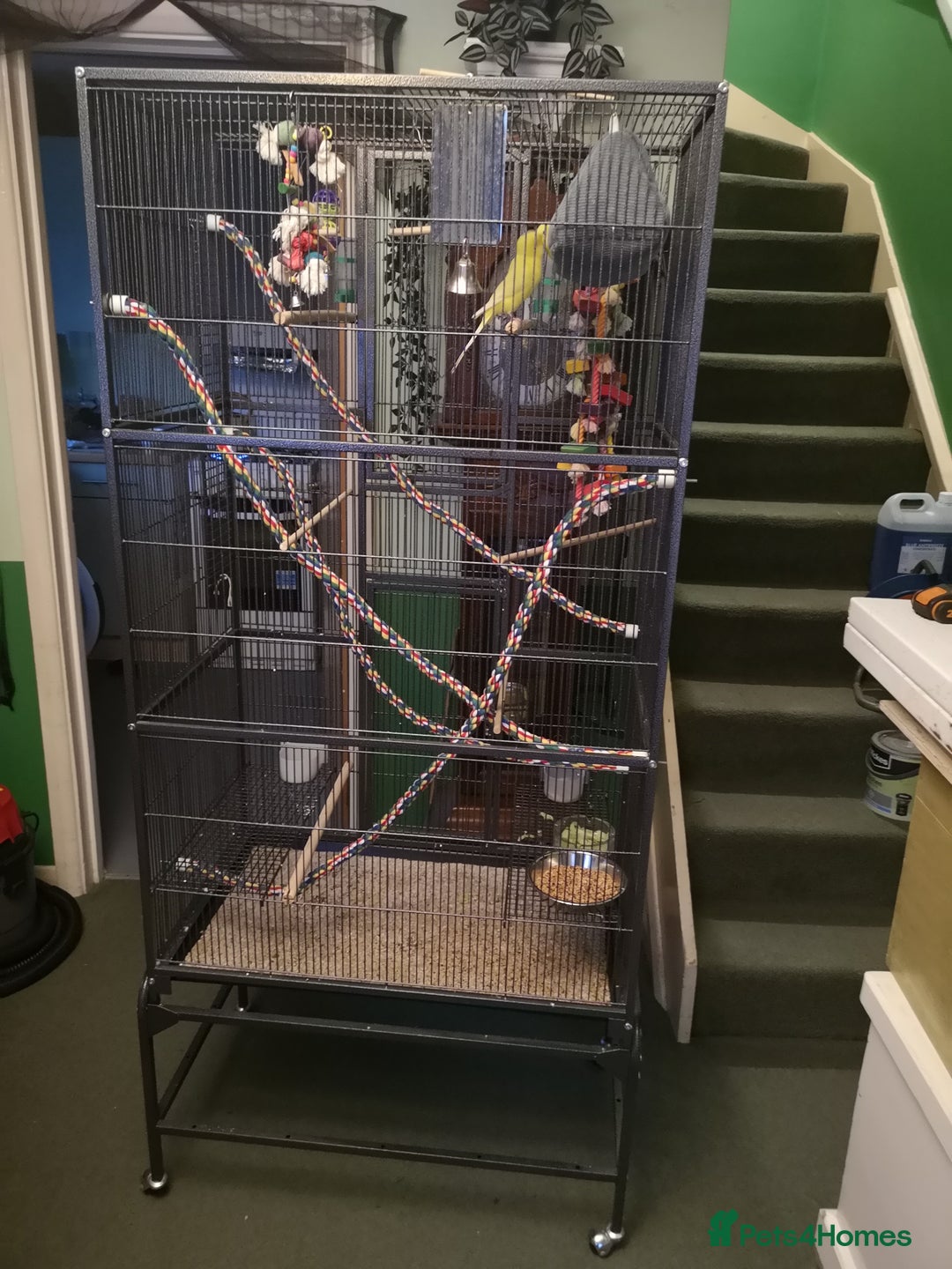 Budgerigars birds for sale: 2 bonded lutino budgies - Advert 2