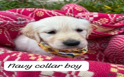 Golden Retriever dogs for sale: ❤️ Superb Litter of Golden Retriever Puppies ❤️ - Image 5