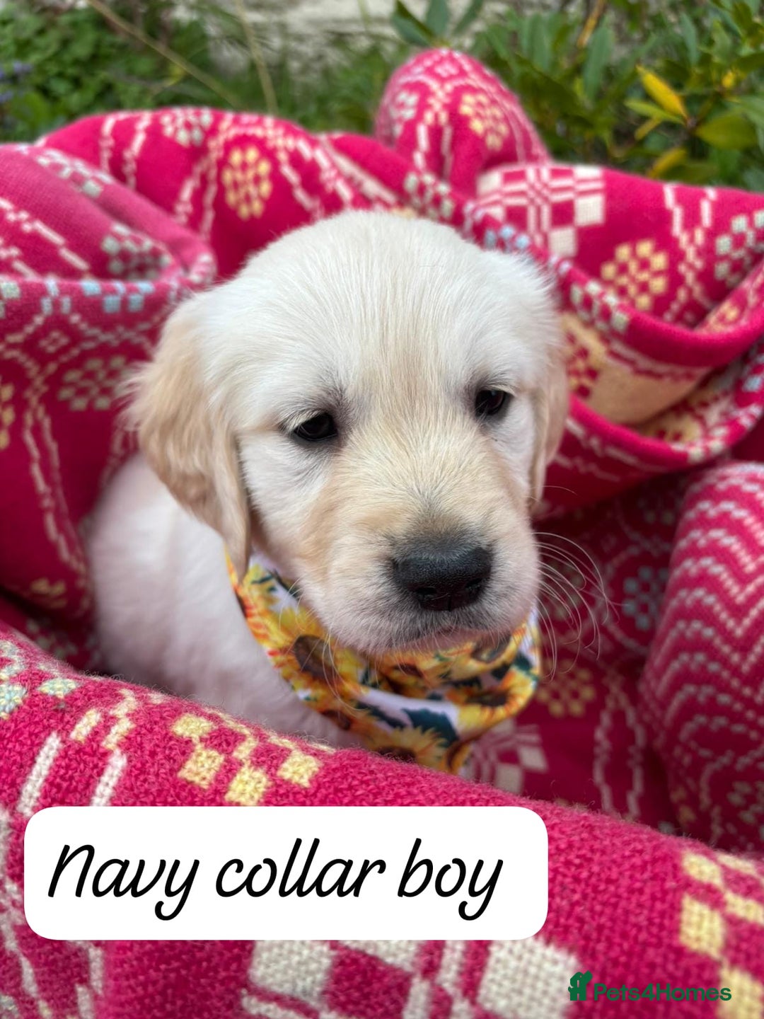 Golden Retriever dogs for sale: ❤️ Superb Litter of Golden Retriever Puppies ❤️ - Image 5