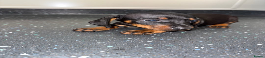 Dachshund Puppy 1