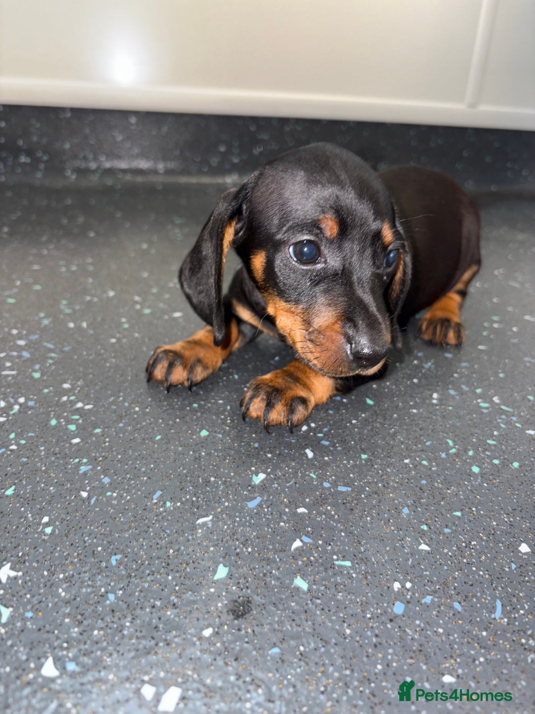 Dachshund dogs for sale: Dachshund puppys - Image 3