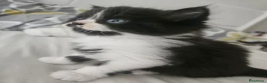 Tuxedo persian boy