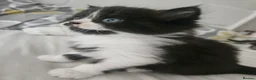 Mixed Breed cats for sale: Persian Chinchilla X Grey Girl Tuxedo Boy - Advert 15
