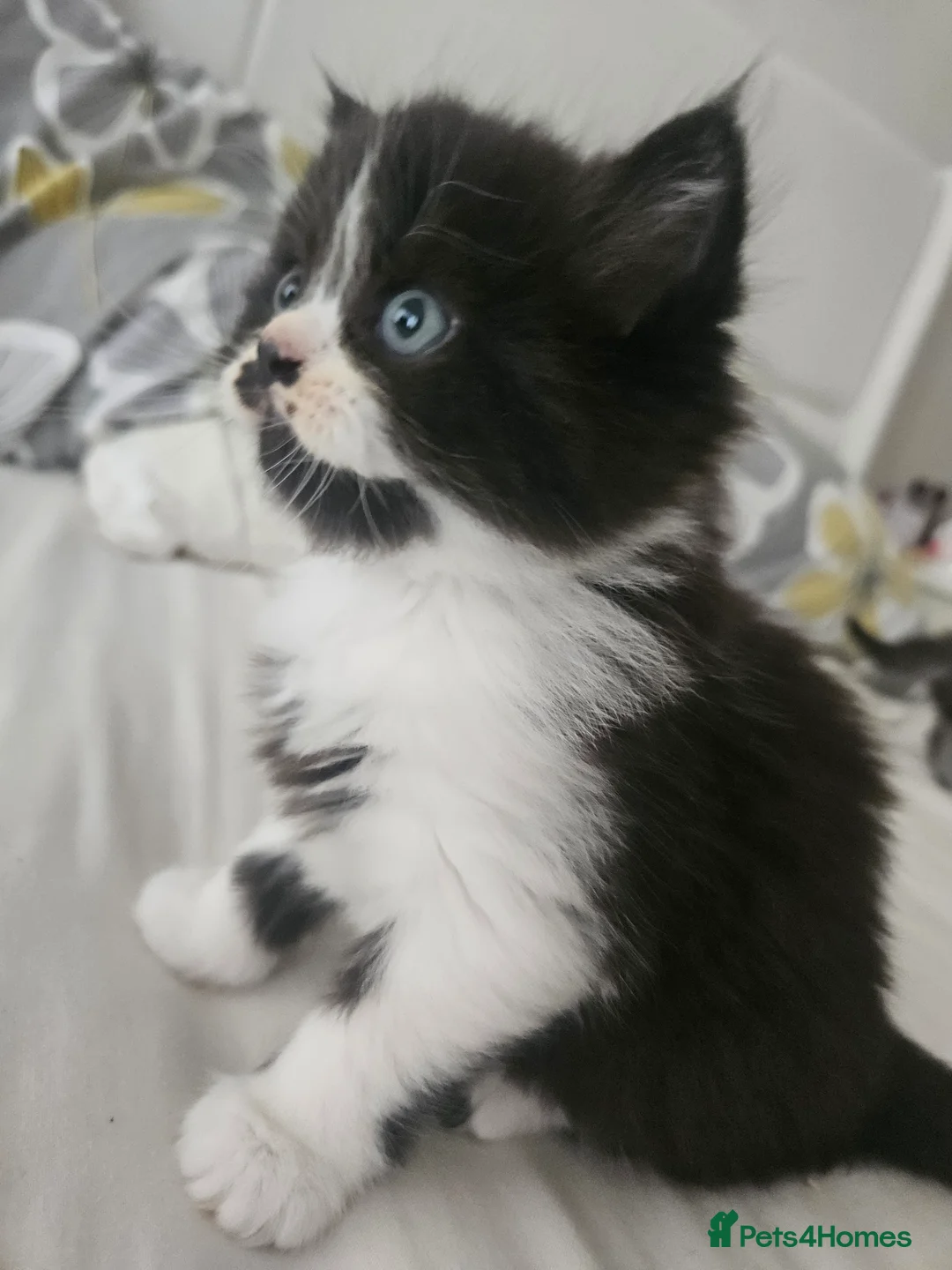 Mixed Breed cats for sale: Persian Chinchilla X Grey Girl Tuxedo Boy - Advert 15