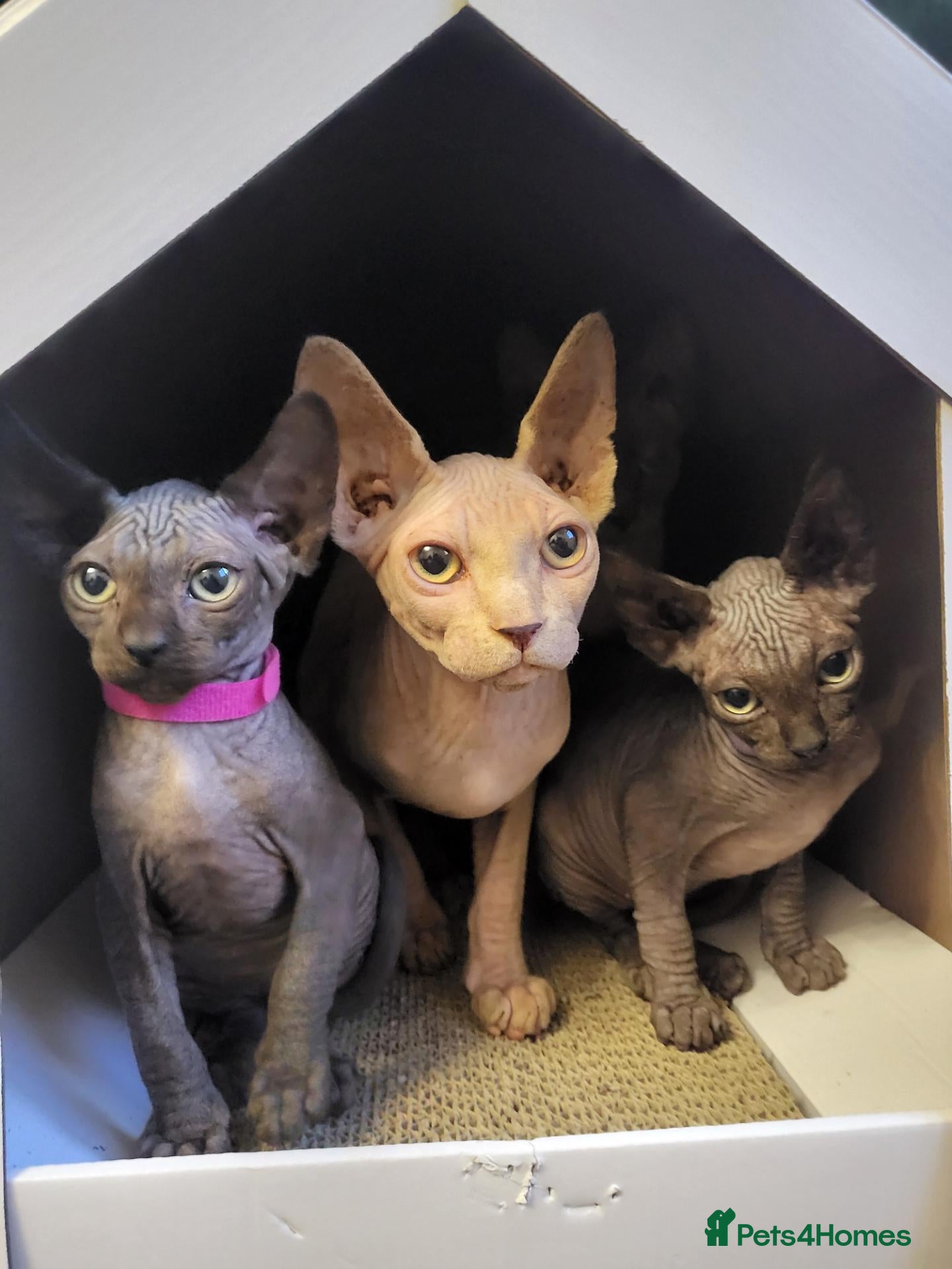Sphynx cats Last boy !! Final reduce price🐾 - Advert 11