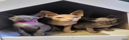 Sphynx cats for sale: Last boy !! Final reduce price🐾 - Advert 2