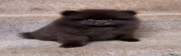 Pomeranian dogs for sale: CHAMPION LINES KC POMERANIAN PUPPIES  - Advert 5