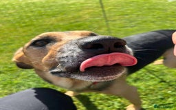 Mixed Breed dogs for adoption: Simba is looking for his forever home  - Image 3