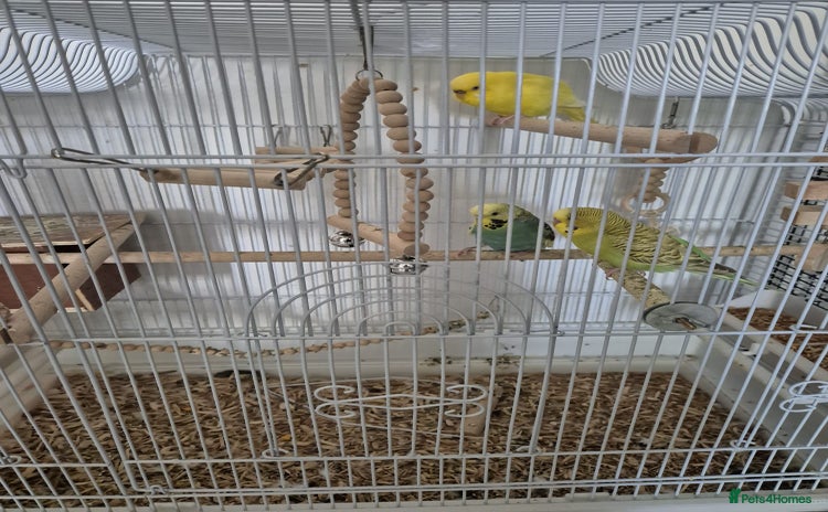 Budgerigars birds - Advert 1
