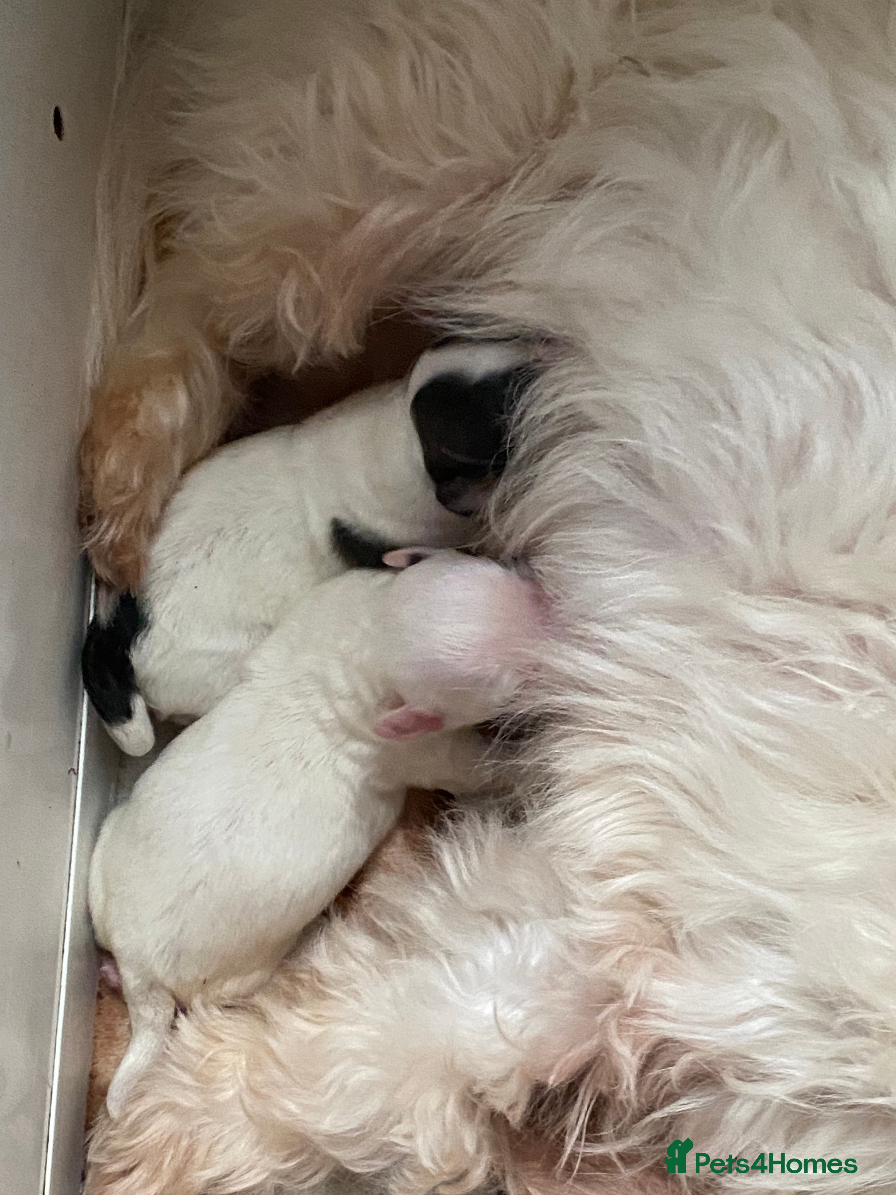 Maltipoo dogs Adorable Maltipoo Puppies - Advert 3