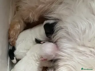 Maltipoo dogs Adorable Maltipoo Puppies - Advert 6