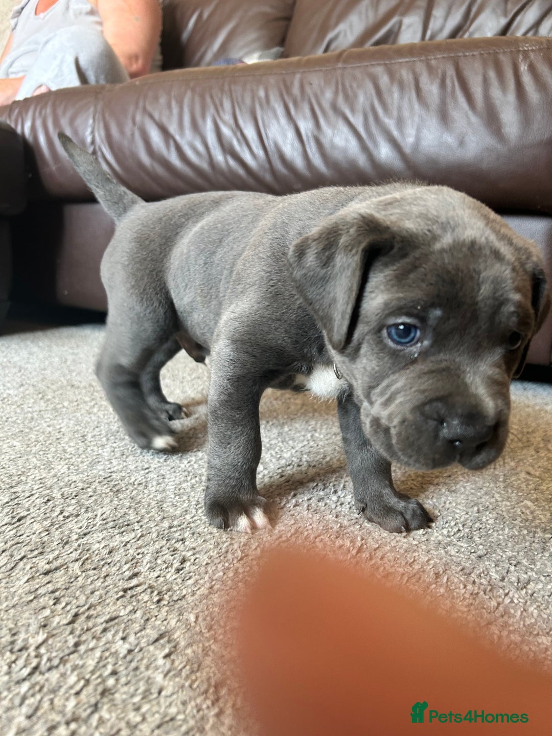 Mixed Breed dogs for sale: Four cane Corso and staff bullterrier mix.  - Image 11