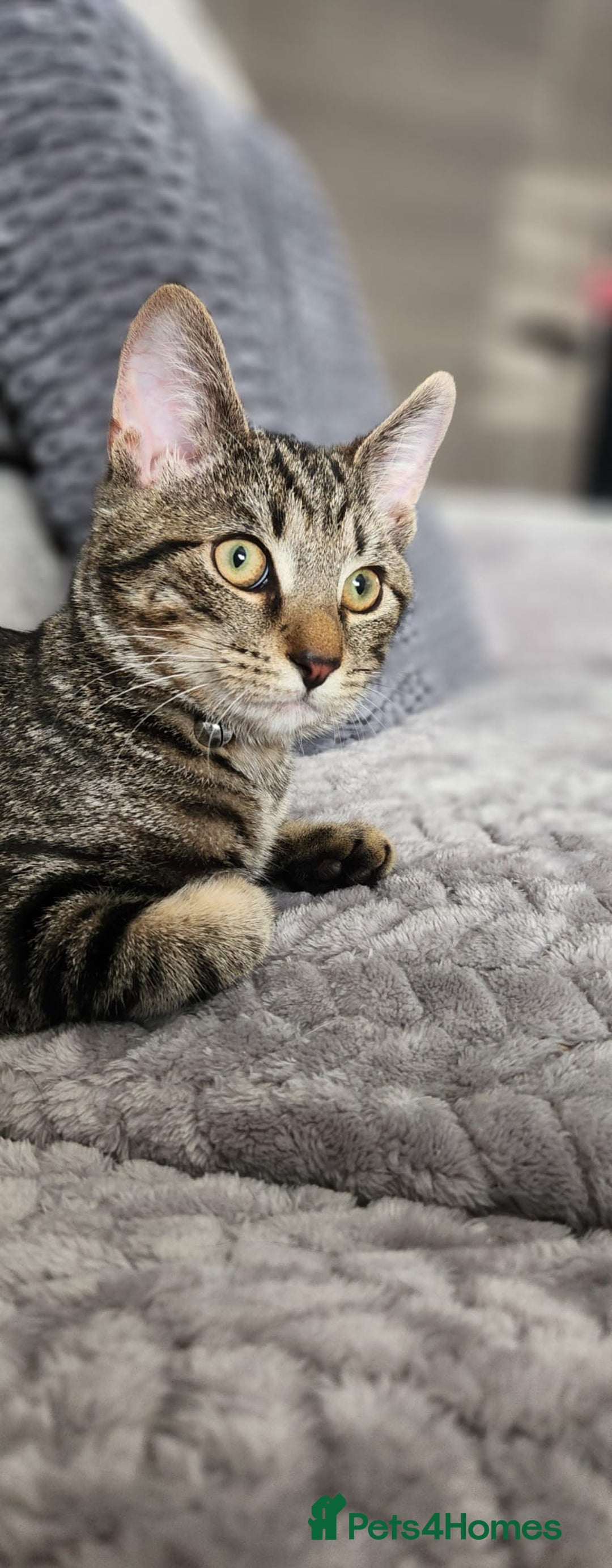 Mixed Breed Tabby Cat Large Tabby Cat Breeds Tabby Breeds Clearance