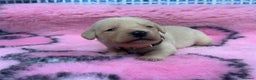 Labrador Retriever dogs for sale: 2 Labrador Retrievers girls left  - Advert 24