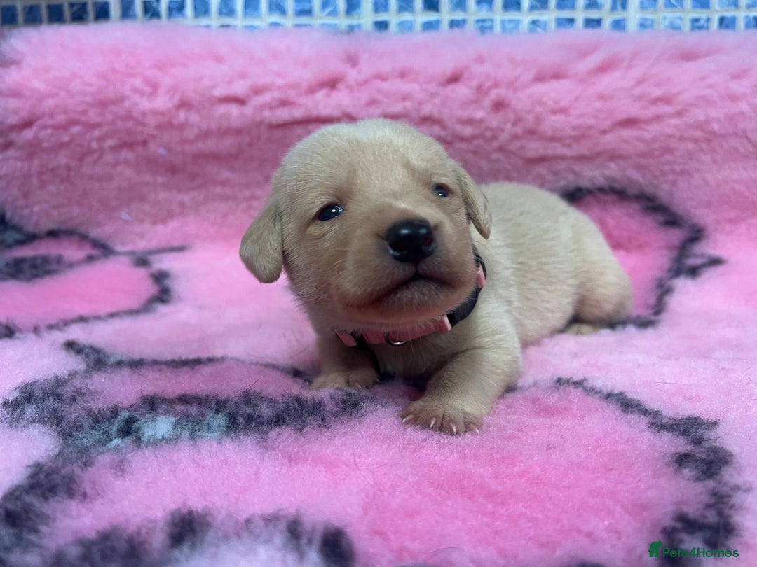Labrador Retriever dogs for sale: 2 Labrador Retrievers girls left  - Advert 24