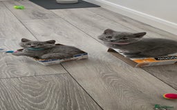 British Shorthair cats for sale: British Blue Shorthair - Image 6
