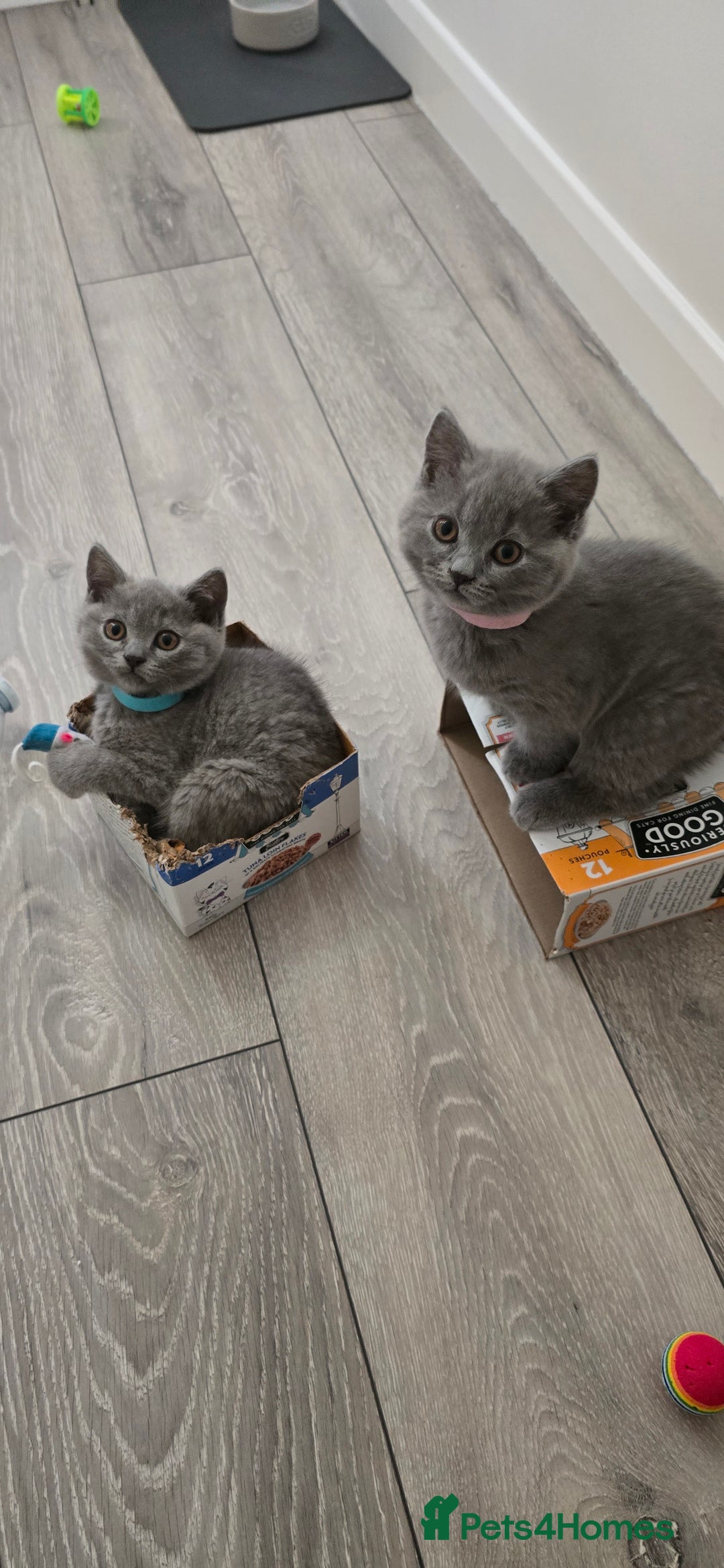 British Shorthair cats for sale: British Blue Shorthair - Image 6