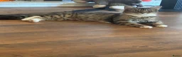British Shorthair cats for sale: 1 beautiful baby boy  - Advert 4