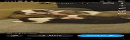 Boston Terrier dogs for sale: Beautiful boston puppies  - Advert 11