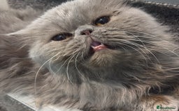 Persian cats for sale: Persian Babies ready to go - Advert 12