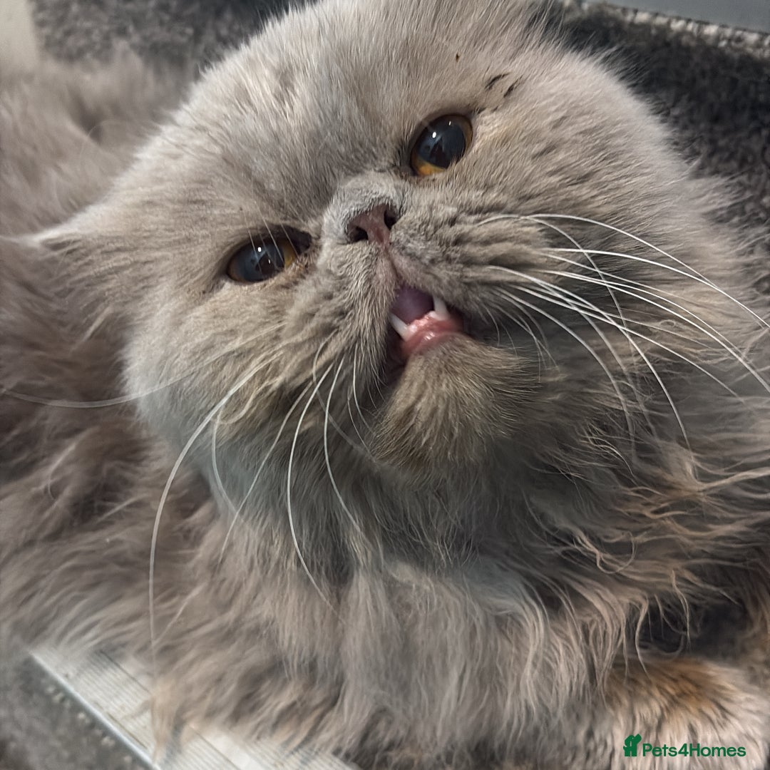 Persian cats for sale: Persian Babies ready to go - Advert 12