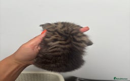 British Shorthair cats for sale: Kittens available BLUES in Axbridge - Image 9
