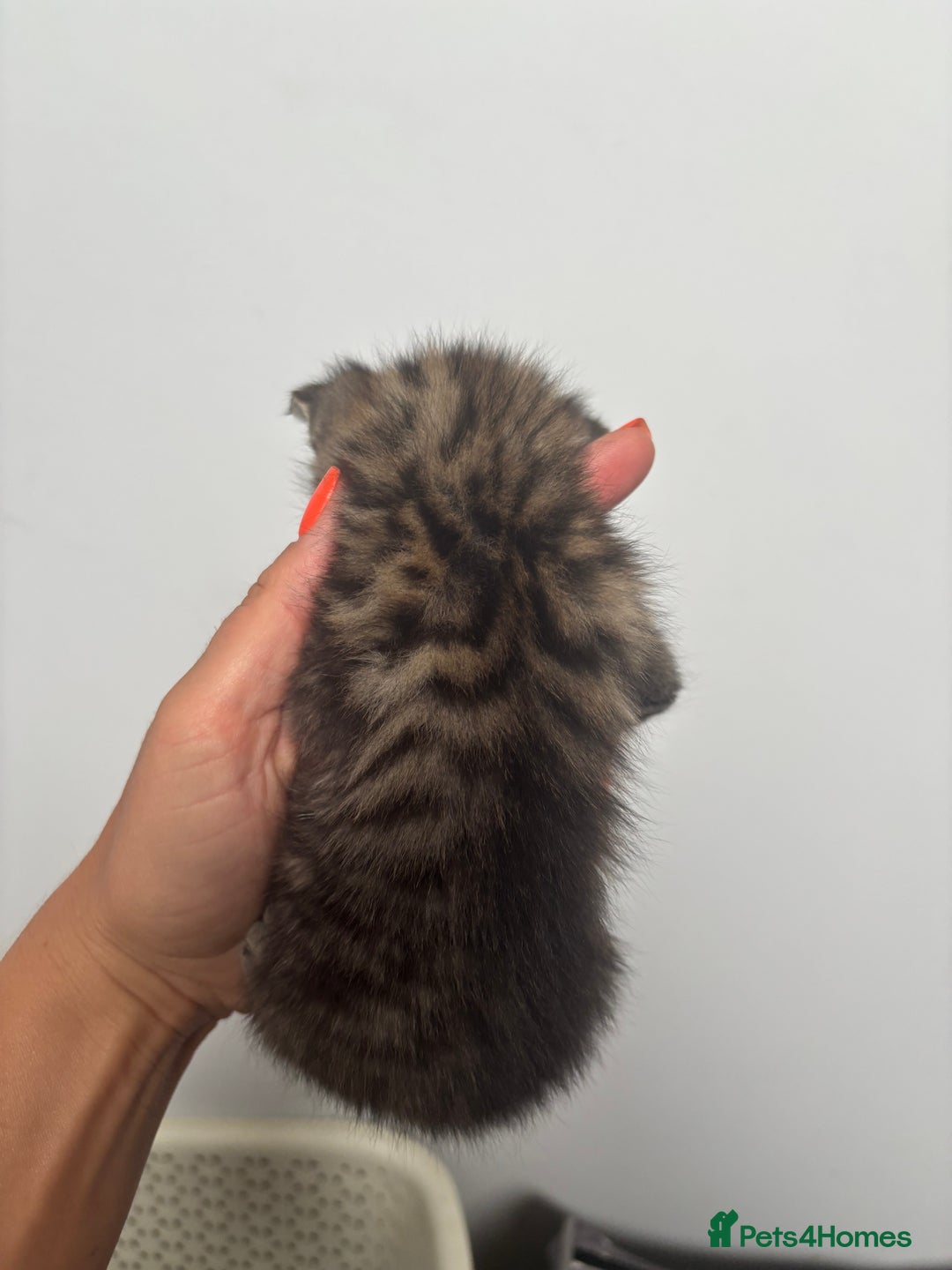 British Shorthair cats for sale: Kittens available BLUES in Axbridge - Image 9