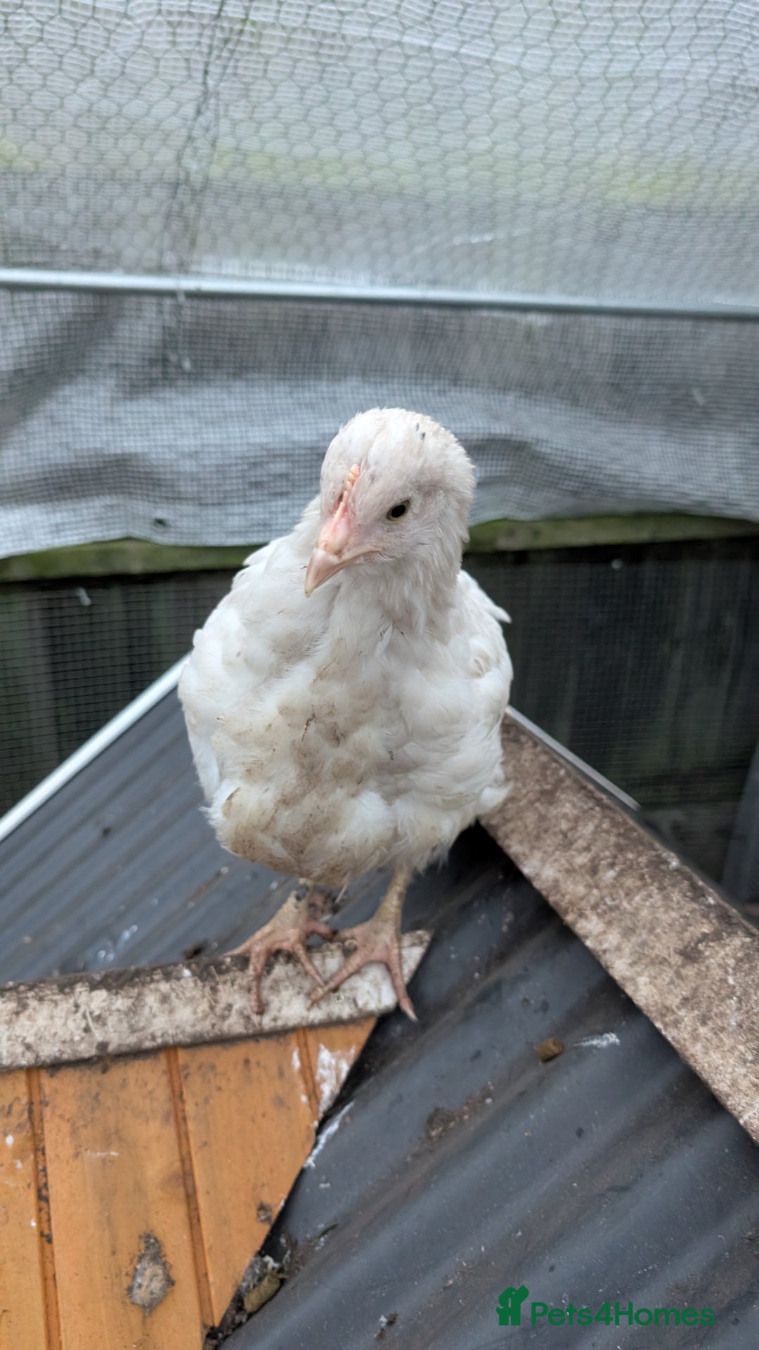 Chickens poultry for sale: 3 x 8 week old bantam chicks - Advert 3