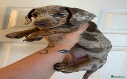Miniature Dachshund dogs for sale: Miniature Isabella tan dapple/ blue and tan Girls - Image 9