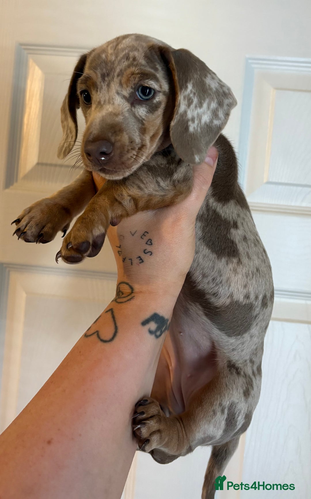 Miniature Dachshund dogs for sale: Miniature Isabella tan dapple/ blue and tan Girls - Image 9