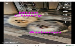 Pomeranian dogs for sale: Pomeranian show dogs x2 - Image 6