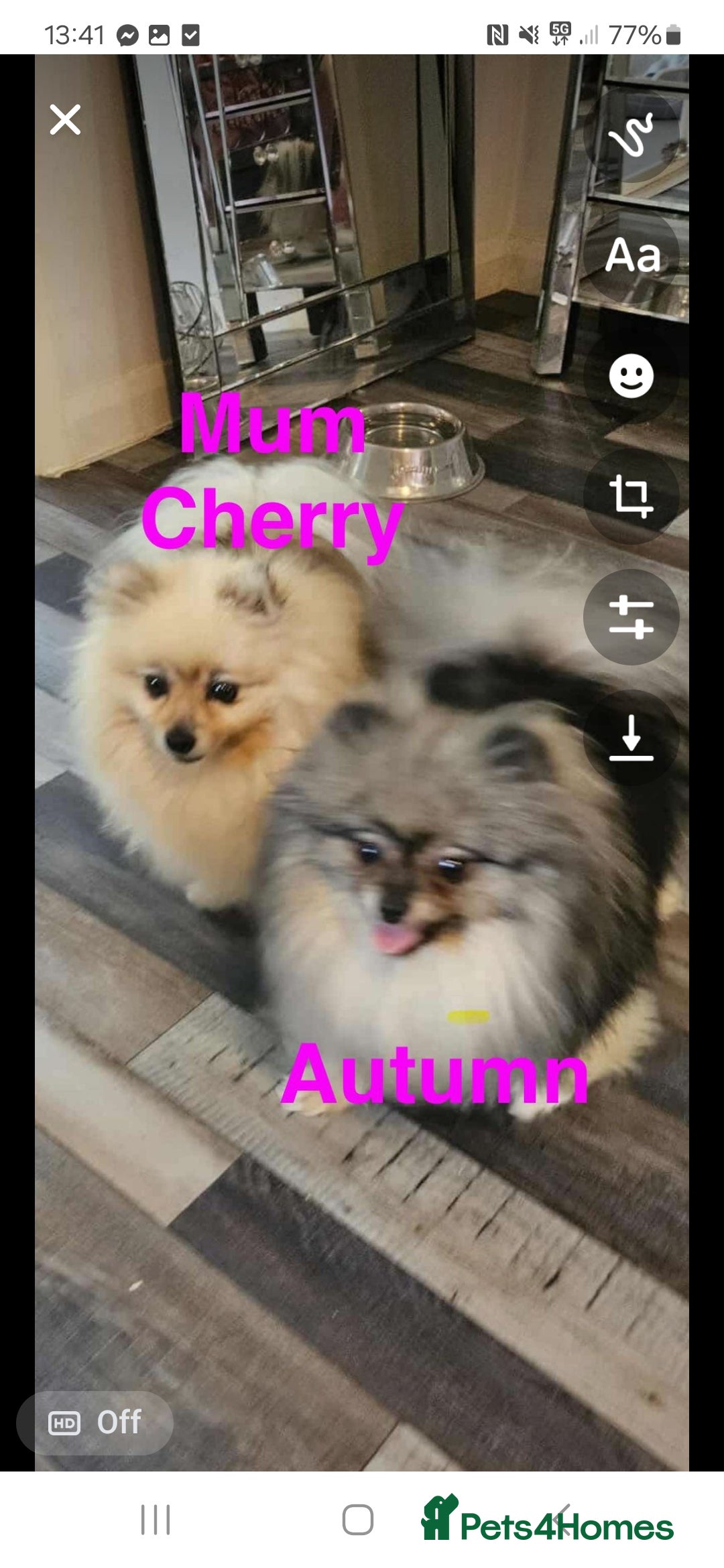 Pomeranian dogs for sale: Pomeranian show dogs x2 - Image 6