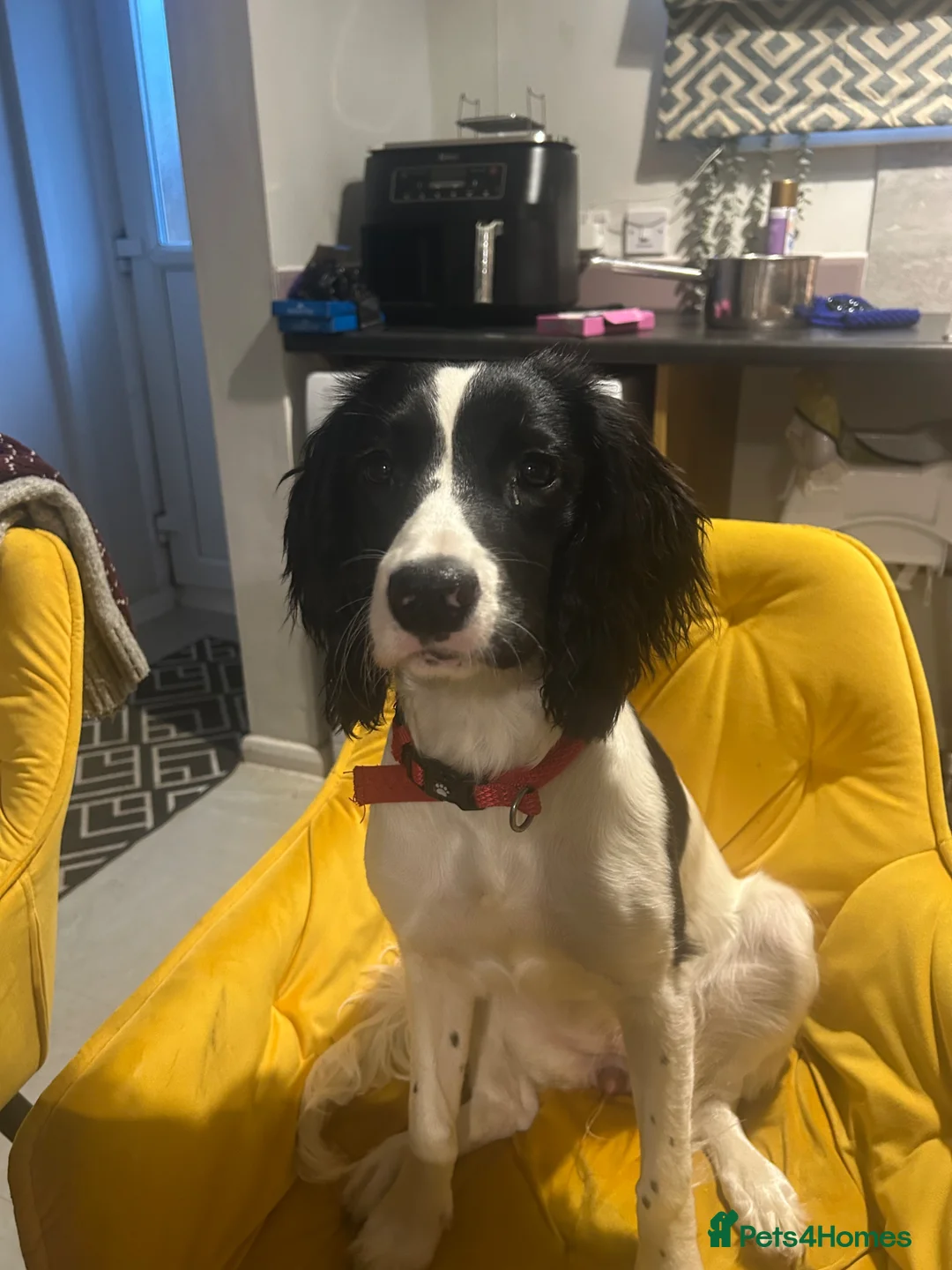 English Springer Spaniel dogs for sale: English Springer Spaniel  in Leeds - Advert 2