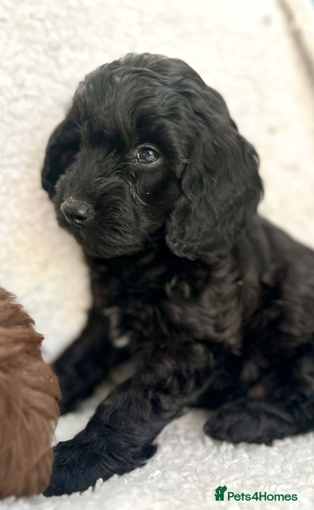 Cockapoo dogs for sale: 2 beautiful Cockapoo puppies left  - Advert 5
