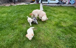 Cockapoo dogs for sale: Outstanding Toy Cockapoo pups  - Image 8