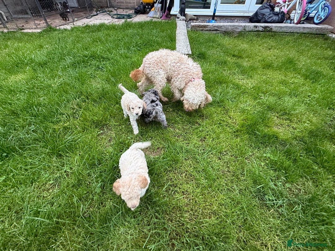 Cockapoo dogs for sale: Outstanding Toy Cockapoo pups  - Image 8