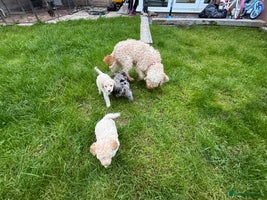 Cockapoo dogs - Advert 2