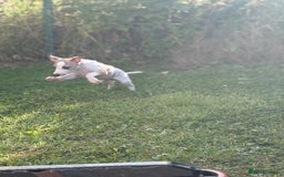 Whippet dogs for sale: Whippet pups ready now  - Image 16