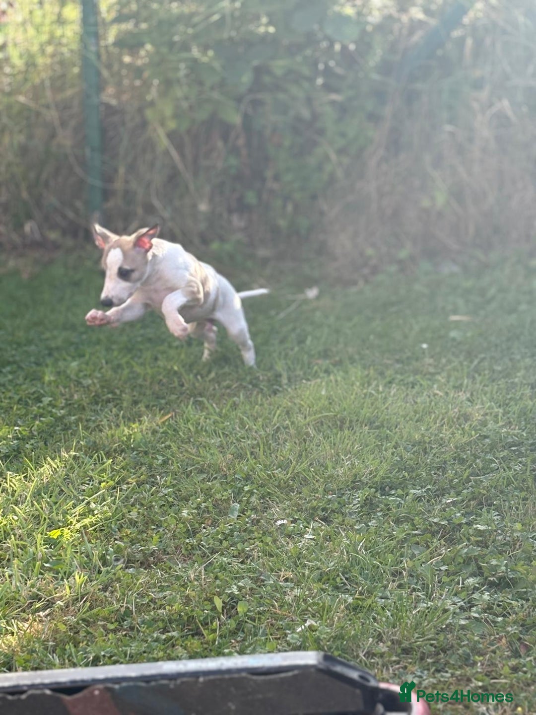 Whippet dogs for sale: Whippet pups ready now  - Image 16