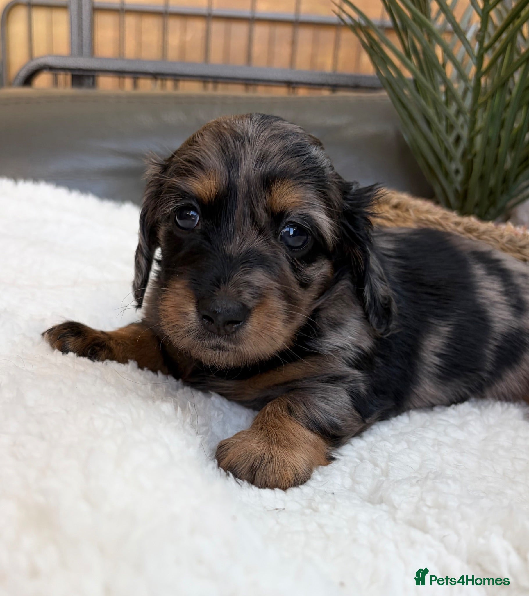 Miniature Dachshund dogs KC Reg, Health Tested Mini Longhaired Puppies  - Advert 2