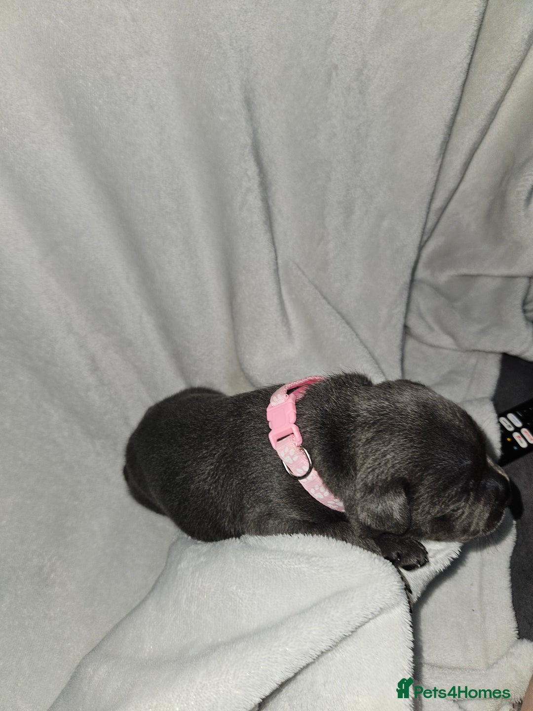 Staffordshire Bull Terrier dogs for sale: Beautiful chunky blues! - Advert 21