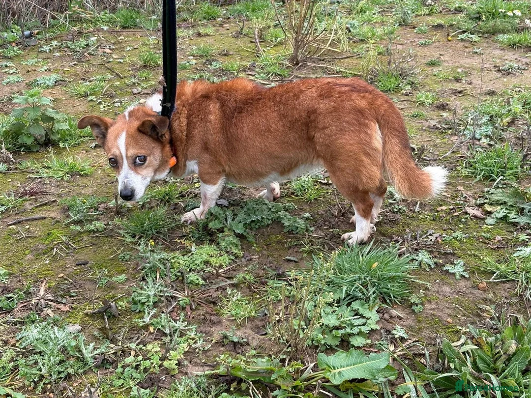 Mixed Breed dogs for adoption: Polly - Norwich Norfolk  - Advert 11