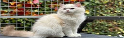 Ragdoll cats for sale: Last litter girl ready to leave  - Advert 6