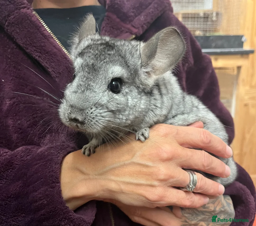 Chinchilla rodents for sale: Adorable female chinchilla kits - dorset  - Advert 2