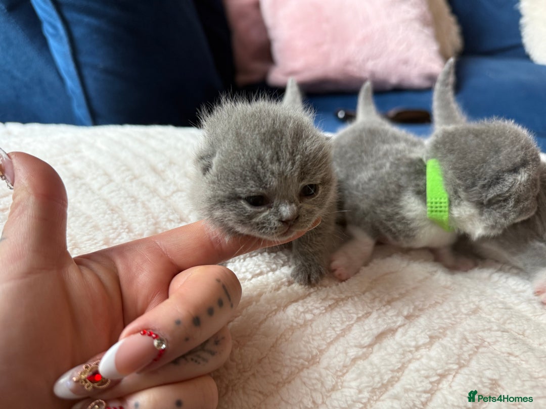 British Shorthair cats for sale: Outstanding kittens 😻 Champion line🥇🏆😻 - Image 5
