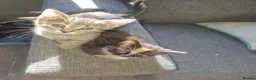 Mixed Breed cats for sale: 3 little girl  - Advert 4