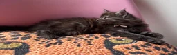 Maine Coon cats for sale: 🖤Stunning Black Smoke Maine Coon Girls - Advert 27