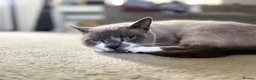 Siamese cats for sale: Siamese Ragdoll cat 4-5 years old  - Advert 1